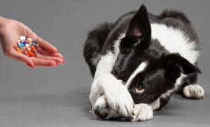 कुत्तों में कुशिंग सिंड्रोम के मुख्य लक्षण