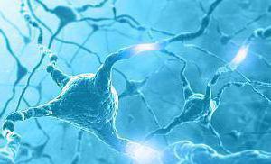 न्यूरॉन्स सीएनएस रिसेप्टर्स से आवेगों का संचालन करते हैं