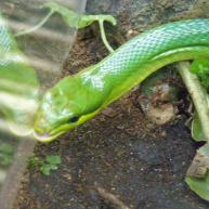 Kompatibilnost zmija i pacova u vezi