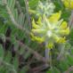 Astragalus (biljka života) - farmaceutski preparati (sirup, ekstrakt, itd.