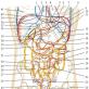 Trbušna šupljina i njena glavna struktura u ljudskom tijelu