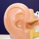 Bolesti uha kod ljudi: što su, simptomi i metode liječenja