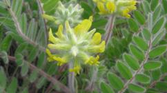 Astragalus (biljka života) - farmaceutski preparati (sirup, ekstrakt, itd.