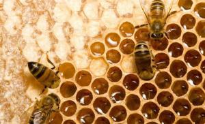 Proizvodnja meda - kako pčele prave med