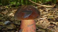 Hrastove gljive: opis vrsta i lokacija sakupljanja